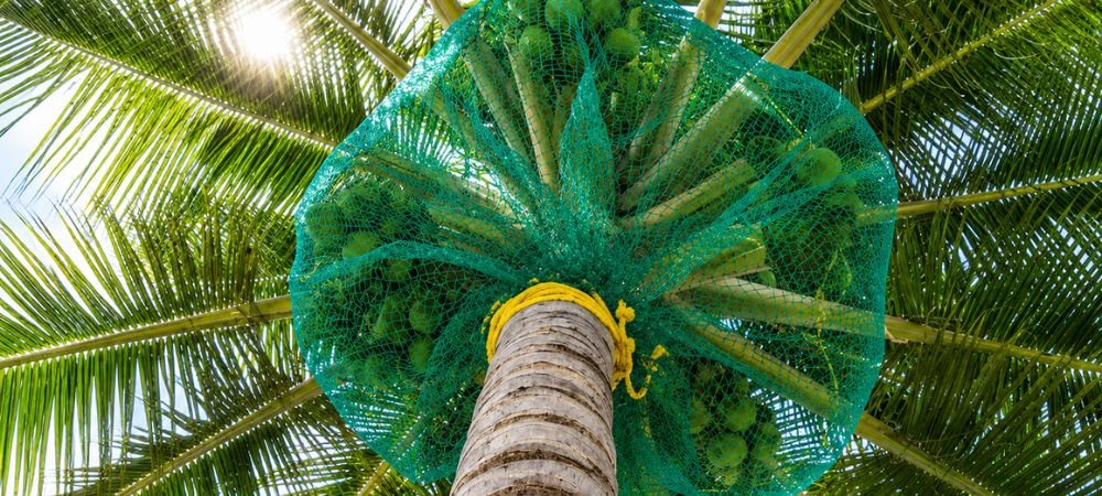 Coconut Tree Safety Nets