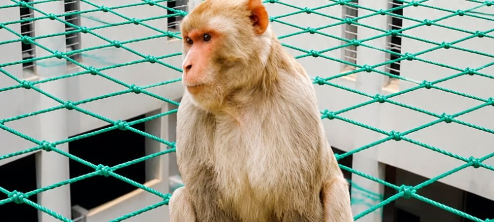 Monkey Safety Nets